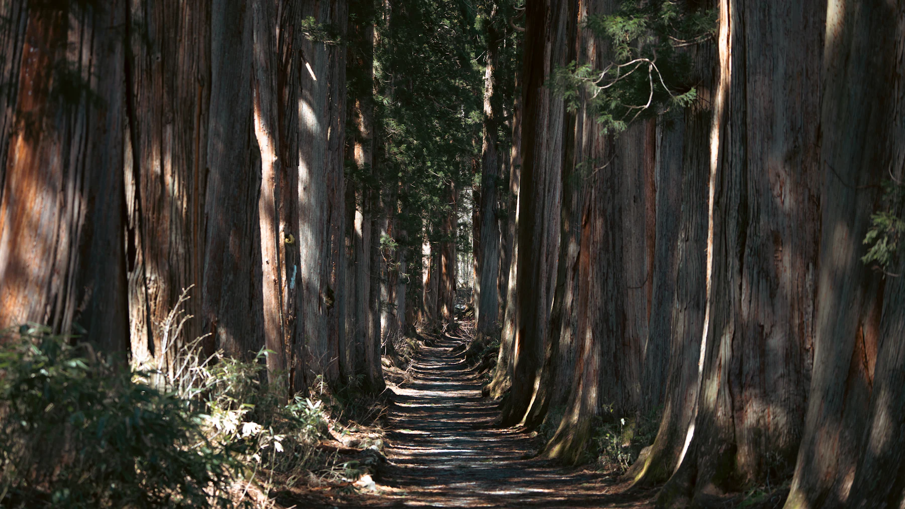 A sunlit path through a forest of tall cedars
